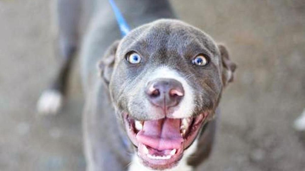 Tinkerbelle is an adorable 5-month-old bully mix girl. She is available through Animal Compassion Team, 2789 S. Orange Ave. Fresno. Open 11 a.m.-6 p.m. Saturdays and Sundays. Call 559-299-6364.