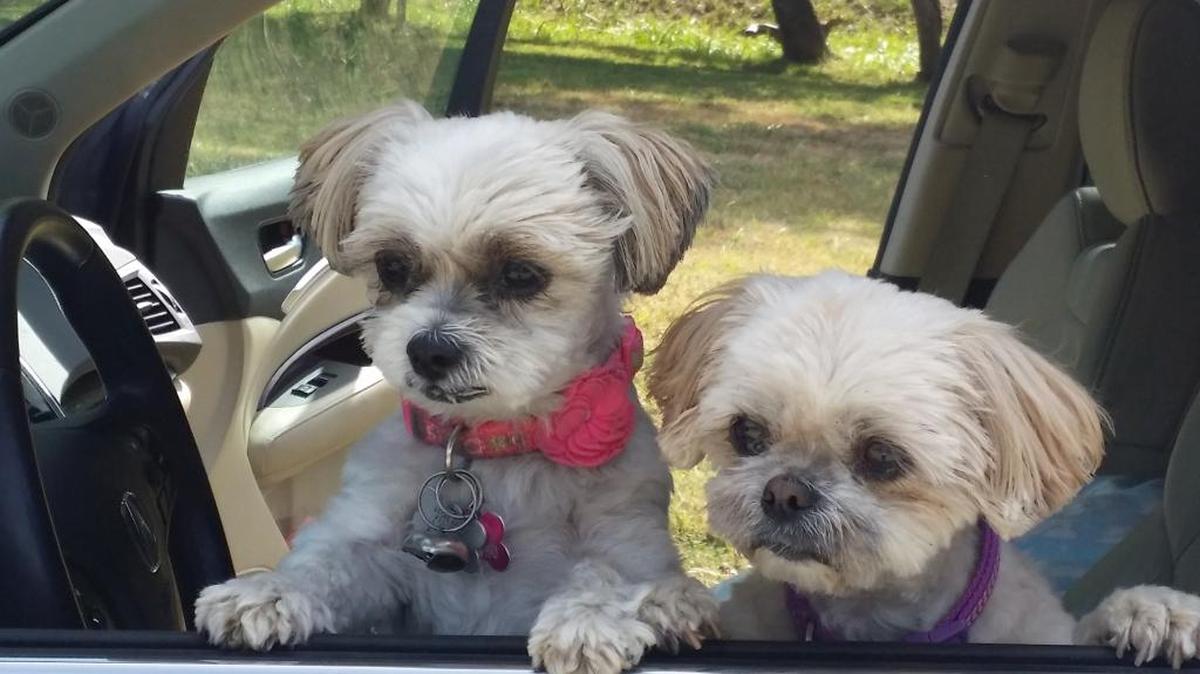 Daphne and Megan, our cute girls!