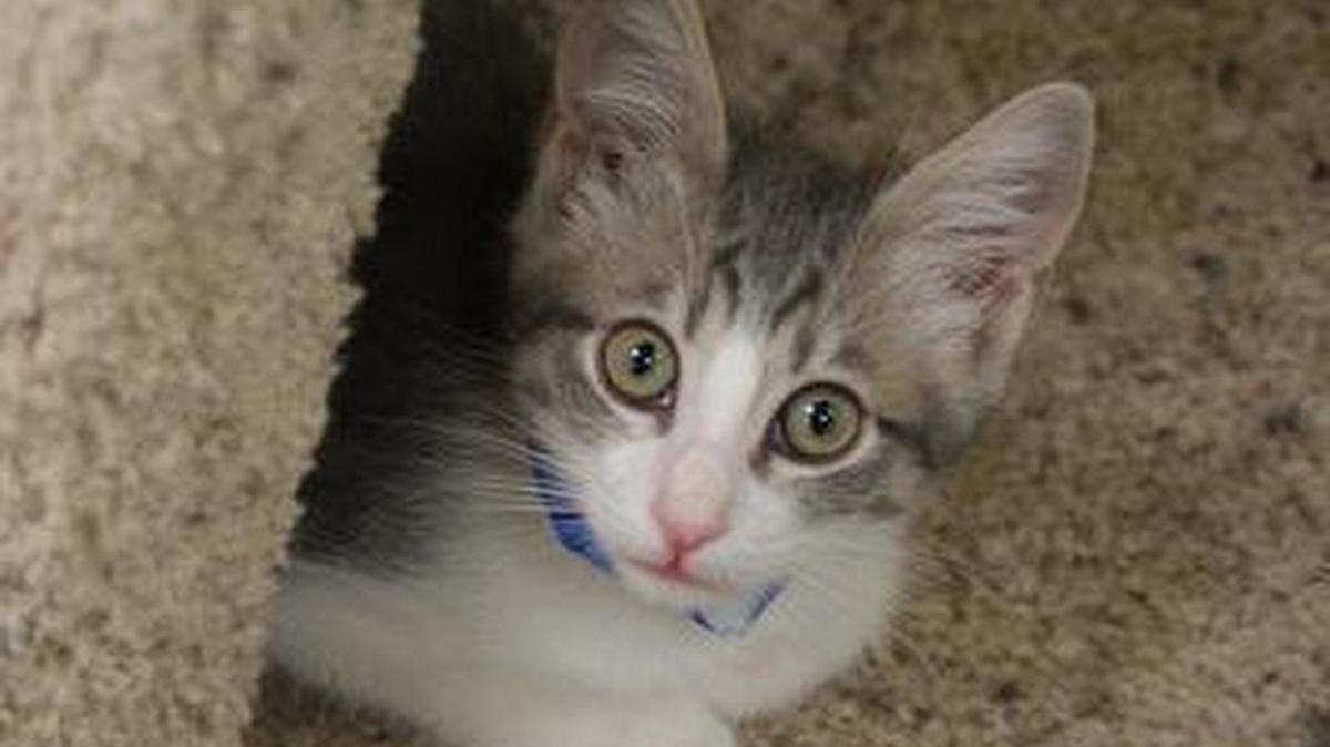 
Ellis is a purrfectly adorable 4-month-old little guy, found wandering alone near a local business. His foster mom says this little darling races her everywhere she goes, plays gently and never bites or scratches, loves mealtimes, prefers to sleep in the big bed with her and her boxer and comes when called. Meet Ellis at the Cat House on the Kings Adoption Center inside Petco at 4144 N. Blackstone Ave. You will be required to fill out an adoption application online at www.cathouseonthekings.com. The adoption center at Petco is open daily 10 a.m.-5 p.m. and Wednesday 10 a.m.-6 p.m. Call 559-222-0228.
