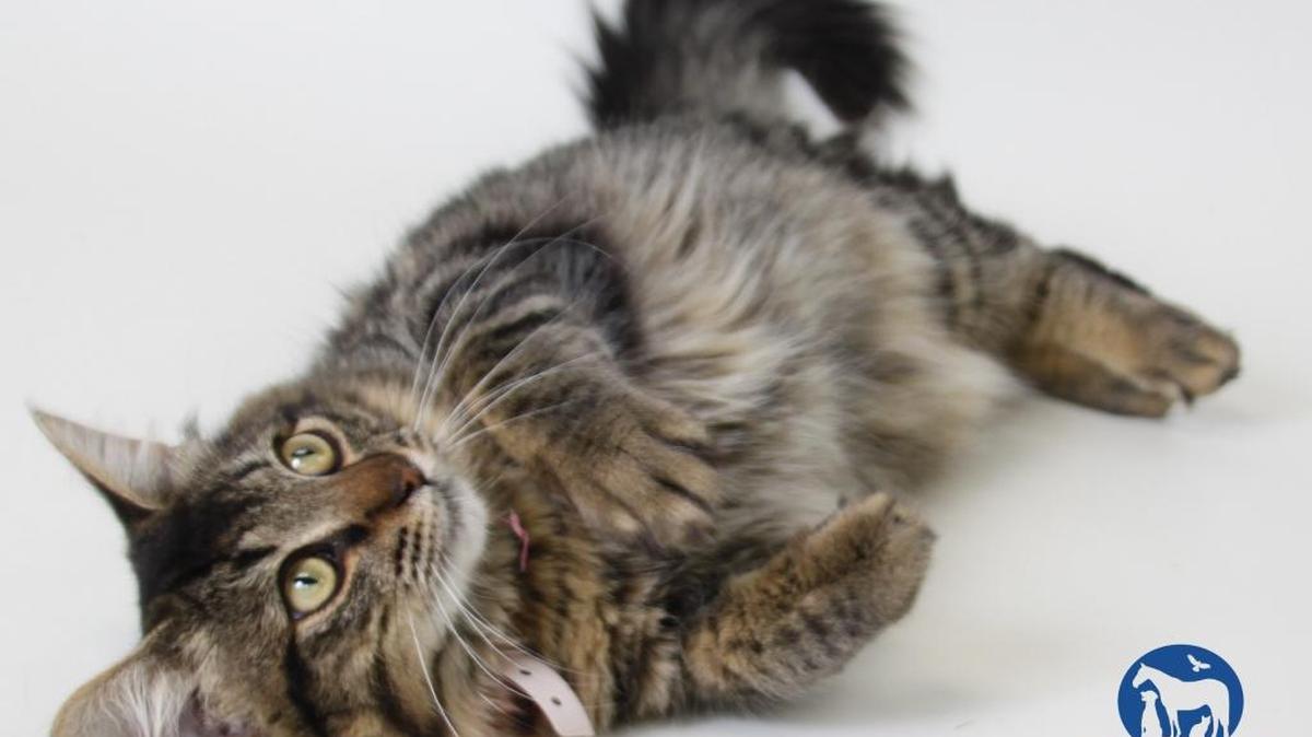 Ashton is a 9-month-old, male, brown and black tabby, domestic long hair. This playful fella is a pure delight! He is calm and collected, but once something mysterious catches his eye he turns into a hunter! He loves to play and pounce on feathery kitty toys. He’s a well rounded kitty who would make a great pet for almost anyone! Ashton is available for immediate adoption at the CCSPCA, 103 S. Hughes Ave., Fresno, open 10 a.m.-5 p.m. daily (6 p.m. Wednesdays). For questions, please call 559-233-7722, ext. 119 or email Adoptions@CCSPCA.COM.