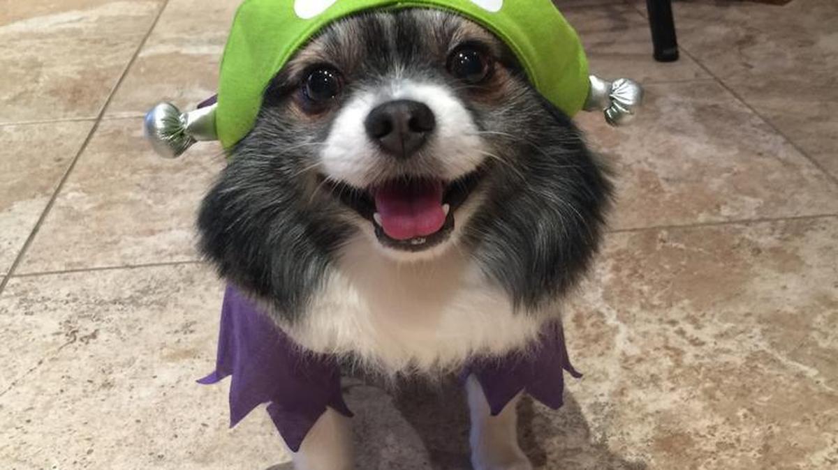 Sage is all smiles for Halloween!