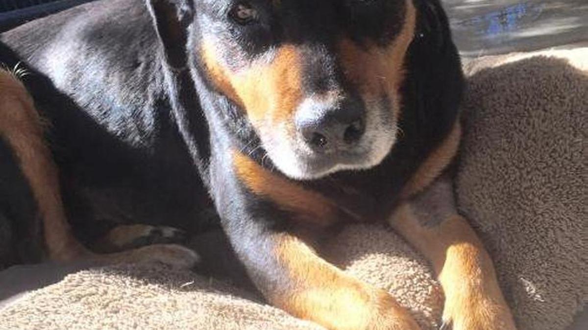 Kali is a four year old, sweet, gentle, small Rottweiler mix female. Kali is available through Animal Compassion Team 2789 S Orange Ave Fresno. Open Sat-Sun 11-6 Call 559-299-6364 or www.animalcompassionteam.com