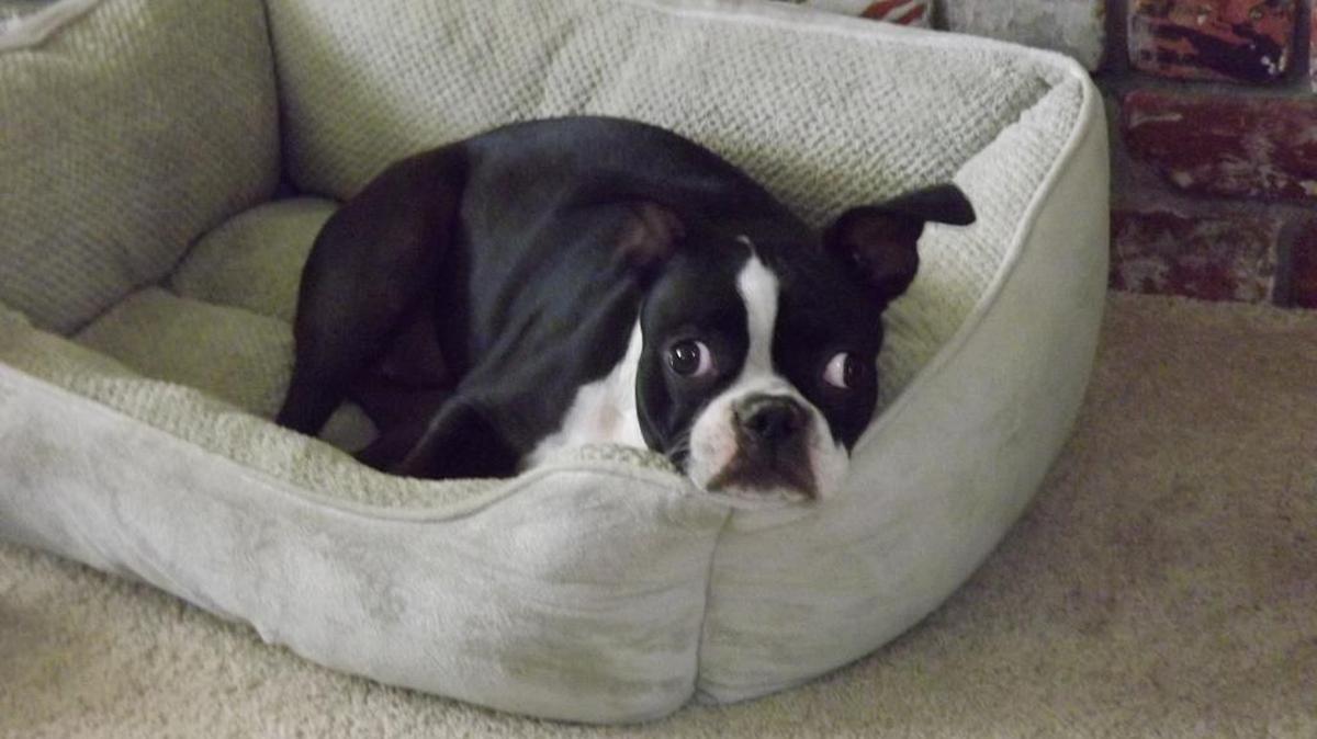 Miss Molly tries her new bed.