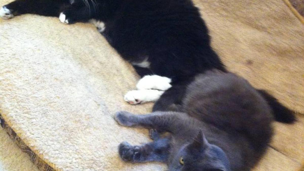 Black Cat named Tarzan and Gray Cat named Shocka just chilling on a Saturday afternoon.