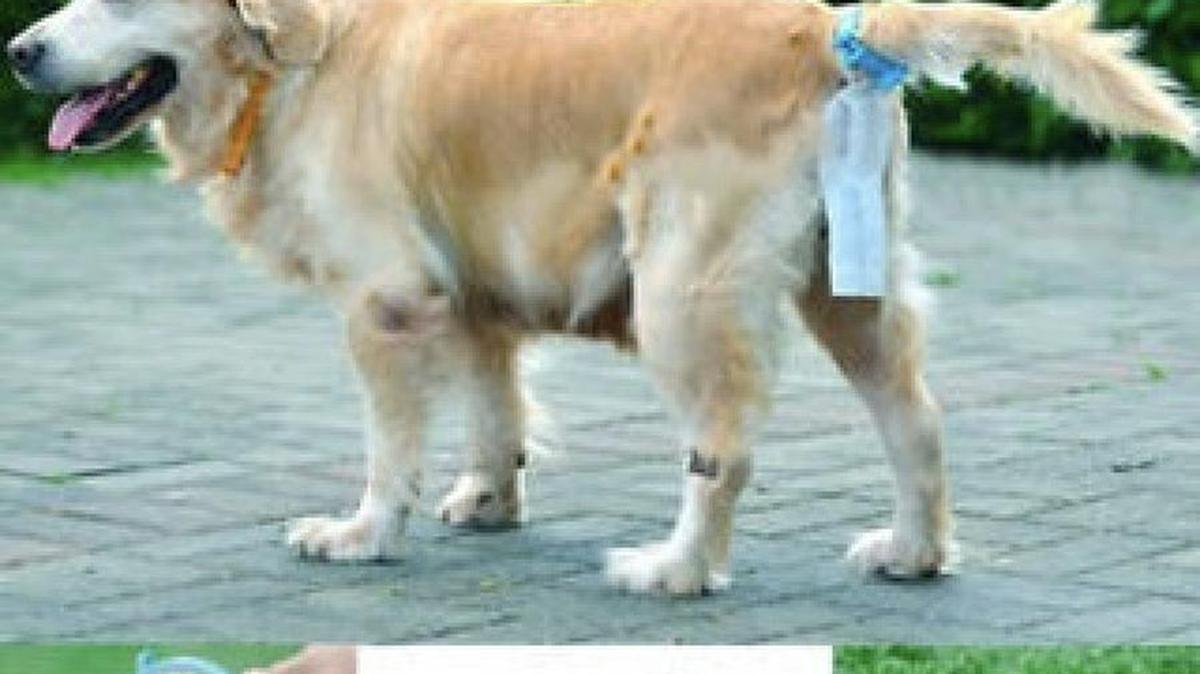 The “Piqapoo” helps dog owners clean up after their pets without squatting down and picking up their mess. The invention straps a bag around a dog’s tail and catches the excrement, leaving an owner simply to detach the Piqapoo and throw the collection bag in the trash.