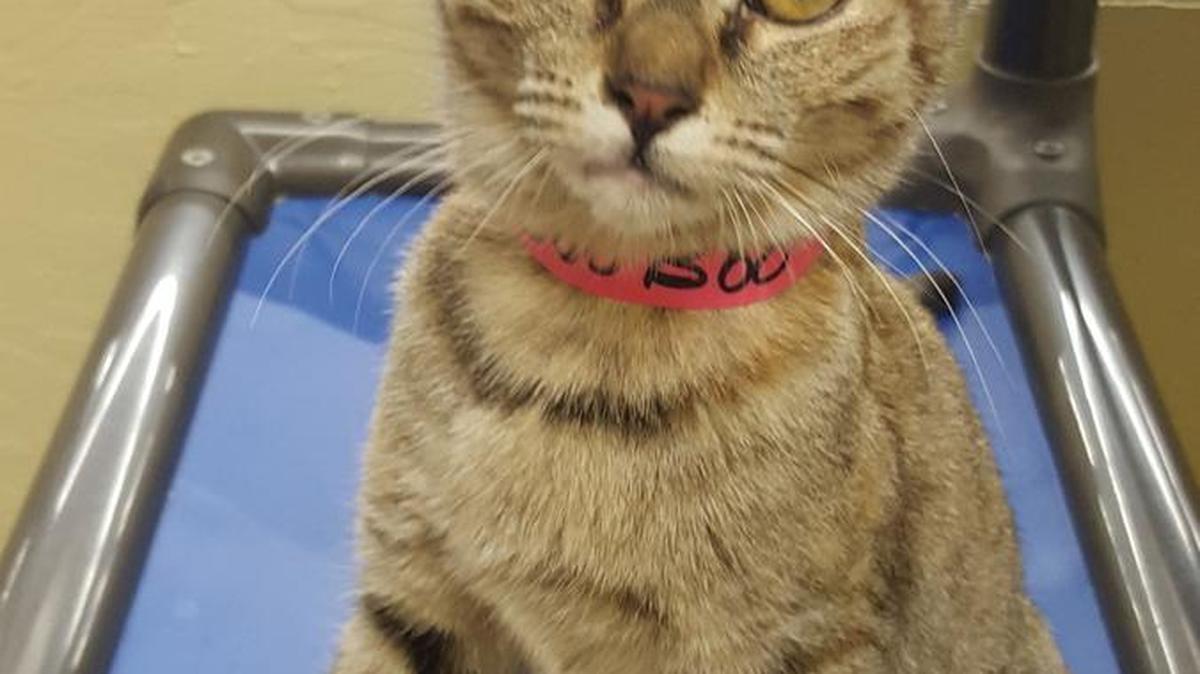 BooBoo is a well-rounded little 16-week-old Abyssinian, available from the Cat House on the Kings Adoption Center at Petco, 4144 N. Blackstone Ave, open 10 a.m.-6 p.m. daily. Call 559-222-0228 for more information.