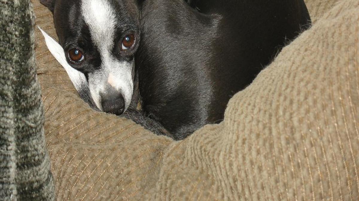 Here is Chica patiently waiting for dinner and a hug.