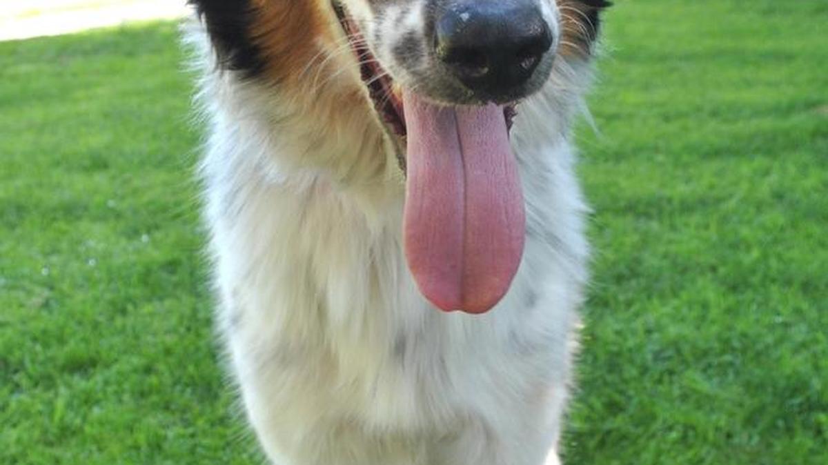 Zac is a 2-year-old, male, tricolor, Anatolian/Austrailian shepherd blend. This handsome boy has lots of energy! He gets along great with other dogs, playful with people and all around a fun boy! He’d be a great addition for any active family. He’s highly energetic, so he’d need regular excercise and a big yard to play around in. This handsome guy is more than ready to meet his forever family! Zak is available for adoption at our CCSPCA Adoption Center at 10 a.m. on Sunday, July 17. Animal Center hours are 10 a.m.-5 p.m. daily (6 p.m. Wednesdays). The CCSPCA is located at 103 S. Hughes Ave. Fresno, CA 93706. For questions, please call 559-233-7722, ext. 119 or email Adoptions@CCSPCA.COM.