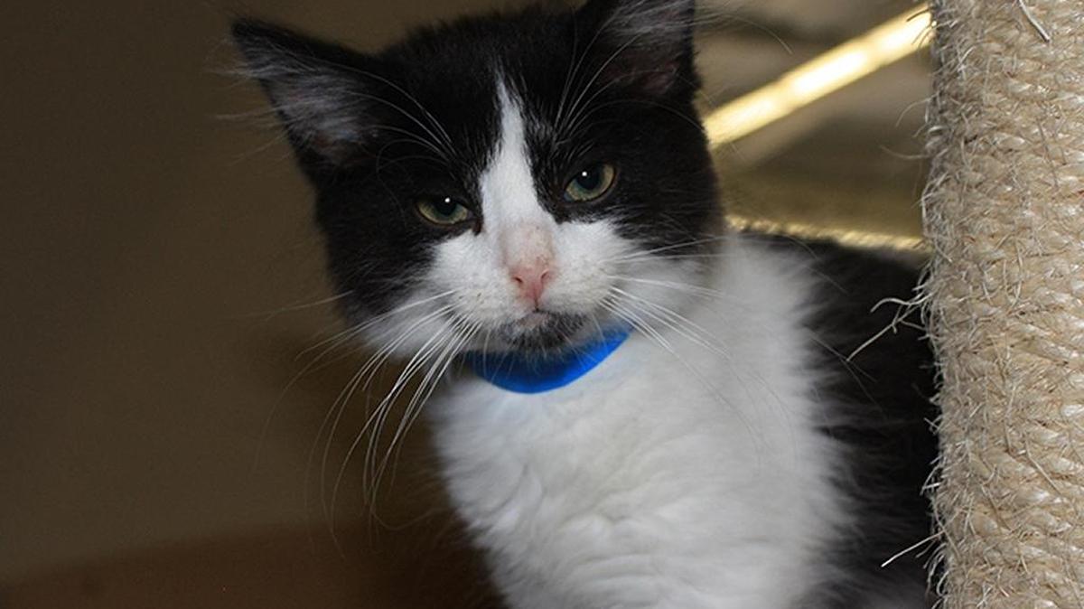 Awesome Atlas was such a tiny boy when he was rescued with his mother that his eyes weren’t even open yet. He was smaller than is siblings so his foster mom took care to see that he had one-on-one time with his mama to be sure he got enough to eat. But look at him now, a 14-week-old tuxedo that is the sweetest most robust little guy and the one with the most adventurous spirit of the whole litter! He is their equal in size and is a happy and worthy participant in all their happy wrestling, climbing, and romping! He’s a sweetheart cuddle bug, too, and loves to perch on his foster mom’s shoulder while she reads. Who could resist this fuzzy wuzzy doll with the tiny black goatee? Adorable Atlas is anxious to share his great spirit and affection in your welcoming forever home! You can come in and meet Atlas at the Cat House on the Kings Adoption Center inside Petco at 4144 N. Blackstone Ave. in Fresno. You will be required to fill out an adoption application online at www.cathouseonthekings.com. The adoption center at Petco is open daily 10 a.m.-5 p.m. (6 p.m. Wednesday). Call 559-222-0228 for more information. The adoption center has a computer for you to use for filling in an application.