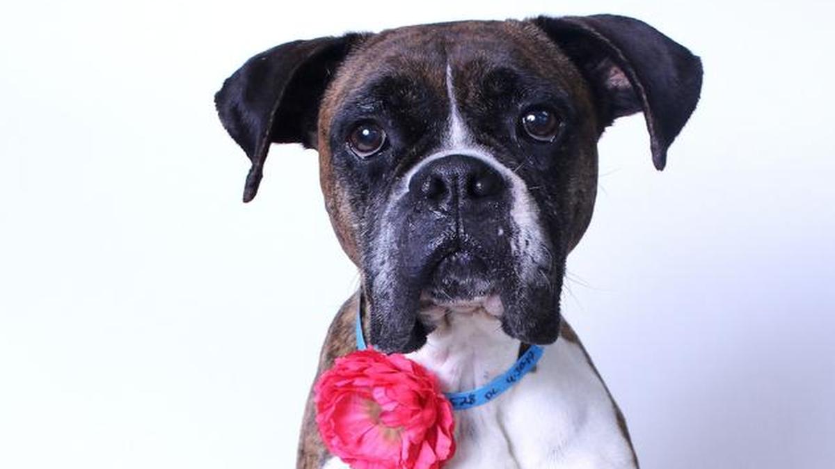 Cleo is a 2-year-old, female, brindle, boxer blend available at 10 a.m. Sunday through the CCSPCA Adoption Center, 103 S. Hughes Ave. in Fresno, open 10 a.m.-5 p.m. daily (6 p.m. Wednesdays). Call 559-233-7722, ext. 119 or email adoptions@ccspca.com.