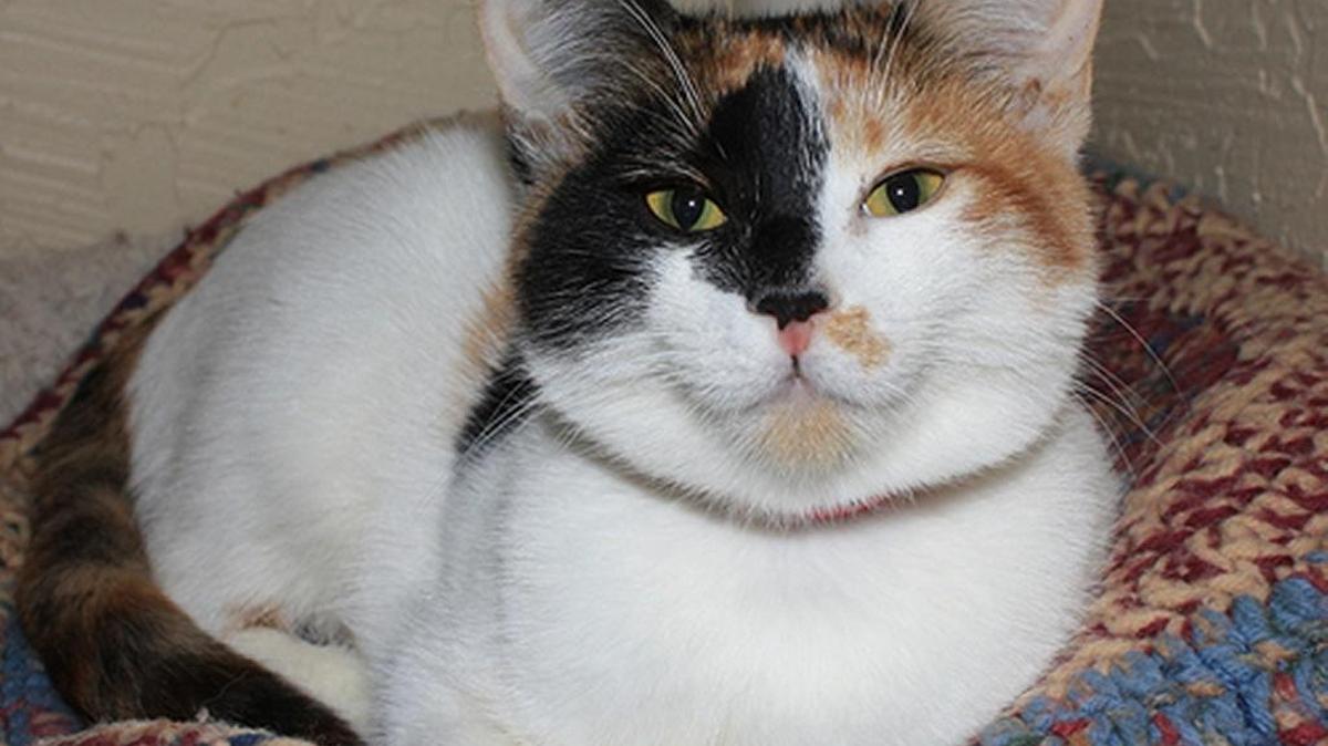 Madeline, nicknamed Maddy, is a doll of a 5 month old Calico kitten who knows what she likes, and that's just about everything! Play times with other kittens and cats is always fun and happy, but she's also good at entertaining herself if necessary. She's also very good with children. If you have a scratcher, you can expect this calico cutie to love it! And if a little conversation sounds good, this curious and affectionate girl will chime right in! She's a cuddler too, so she'll be hoping you find time to scoop her right up for some love and snuggles! Beautiful, talkative, companionable little Madeline would adore being a cherished member of your forever family! You can come in and meet Madeline at the Cat House on the Kings Adoption Center inside Petco at 4144 N. Blackstone at Ashlan in Fresno. You will be required to fill out an adoption application online at www.cathouseonthekings.com. The adoption center at Petco is open daily 10am-5:00pm and Wednesday 10am-6:00pm. Call (559) 222-0228 for more information. The adoption center has a computer for you to use for filling in an application.