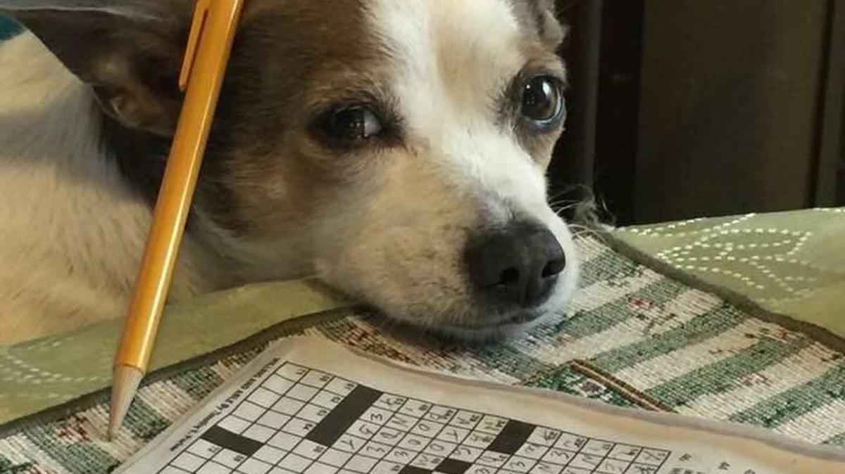 Cheeta doing The Bee’s Sunday puzzle!