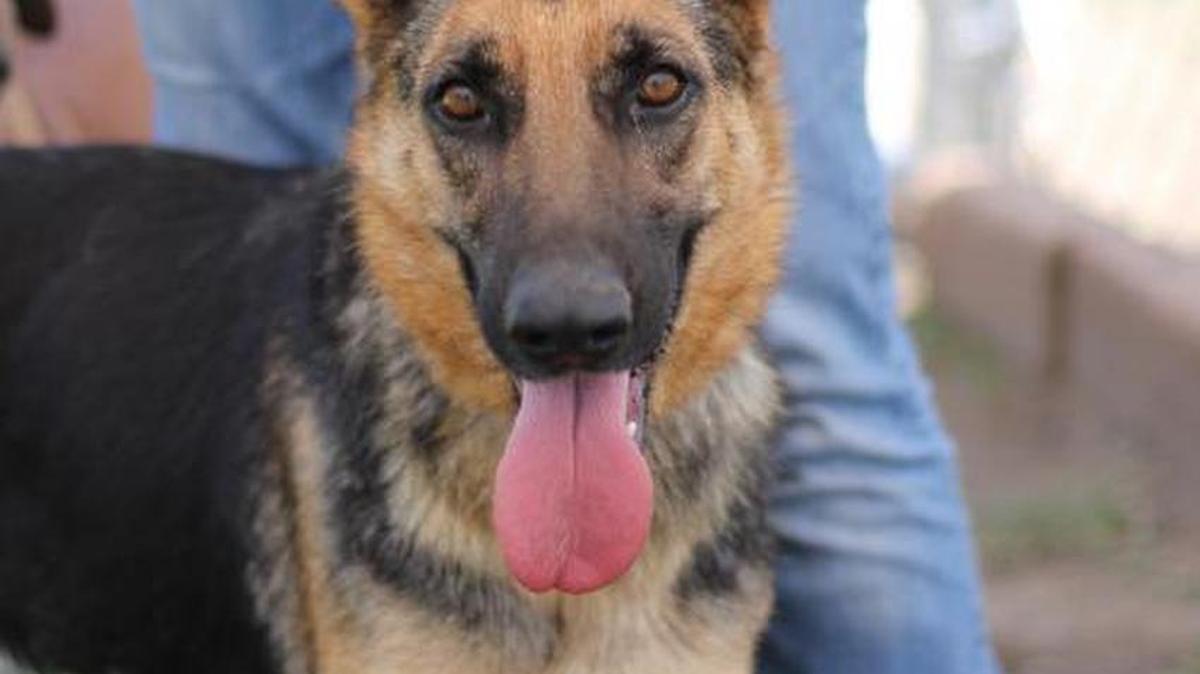 Allegra is a sweet girl and is available through Animal Compassion Team, 2789 S. Orange Ave. in Fresno. If interested, please contact Sergio at sergduran87@yahoo.com. Call ACT at 559-299-6364.