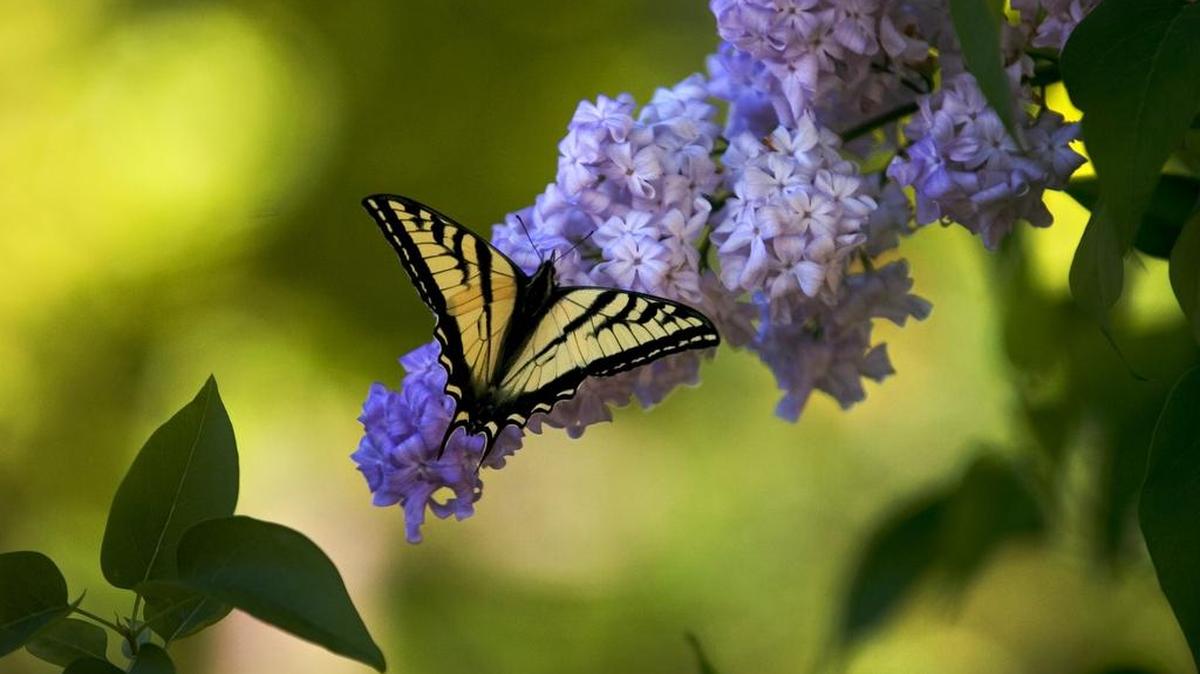 A Western tiger swallowtail feeds on nectar in a lilac bush in midtown Sacramento.