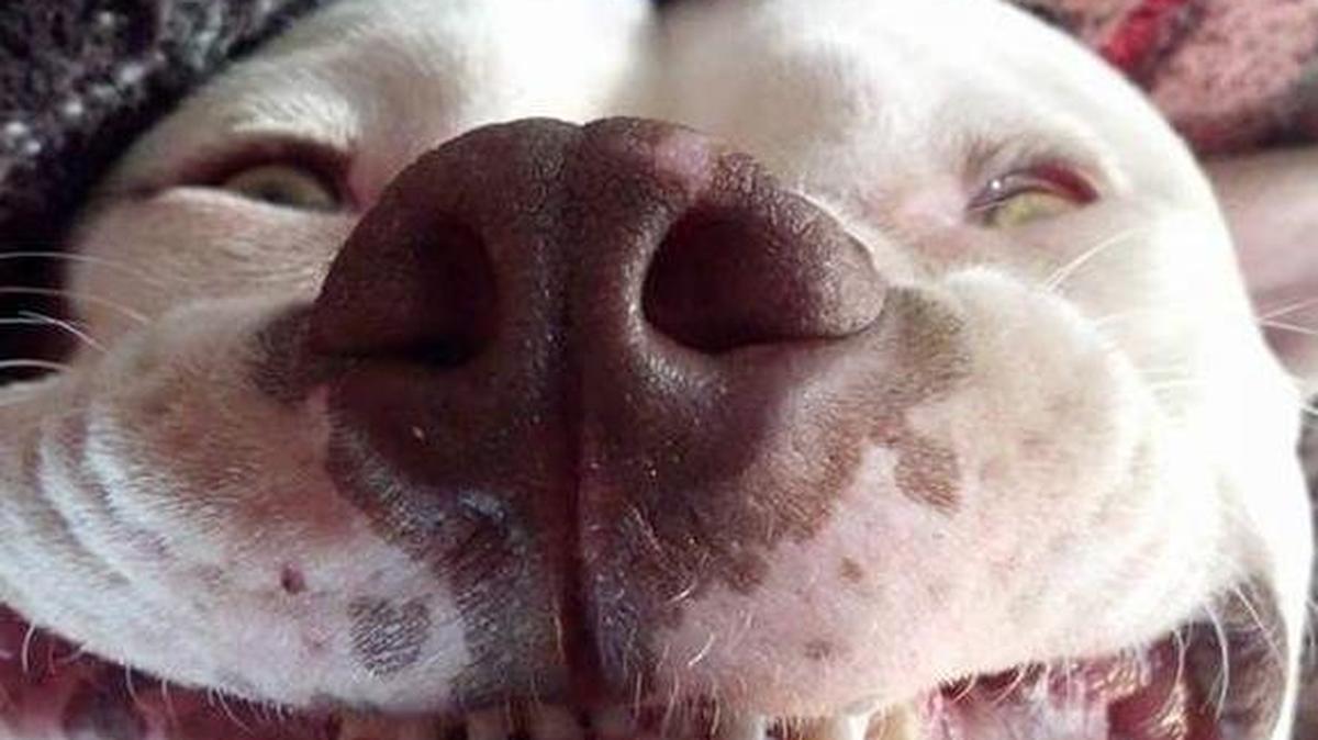 Doobie says cheeeeese! Send your pet photos to pets@fresnobee.com