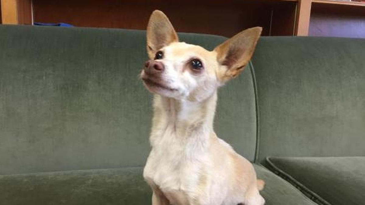 Eli is a precious 8-year-old lap Chihuahua looking for a buddy. Eli is available through Animal Compassion Team, 2789 S. Orange Ave., Fresno. Open 11 a.m.-4 p.m. Saturday and Sunday. Call 559-299-6364 or www.animalcompassionteam.com
