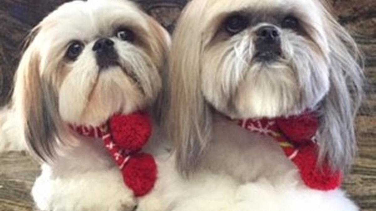 McScruff and Maddie were ready for Santa to bring them their new toys during the holidays.
