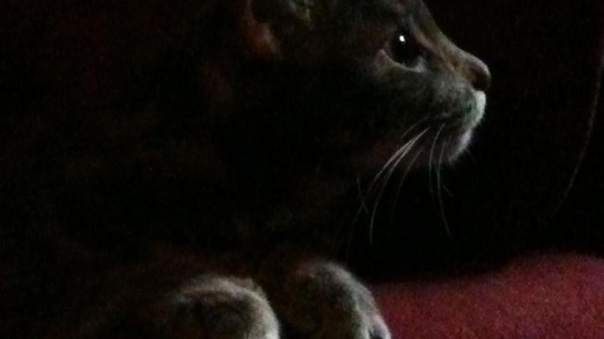 This is Trohman, looking very angelic. (She must have done something!)