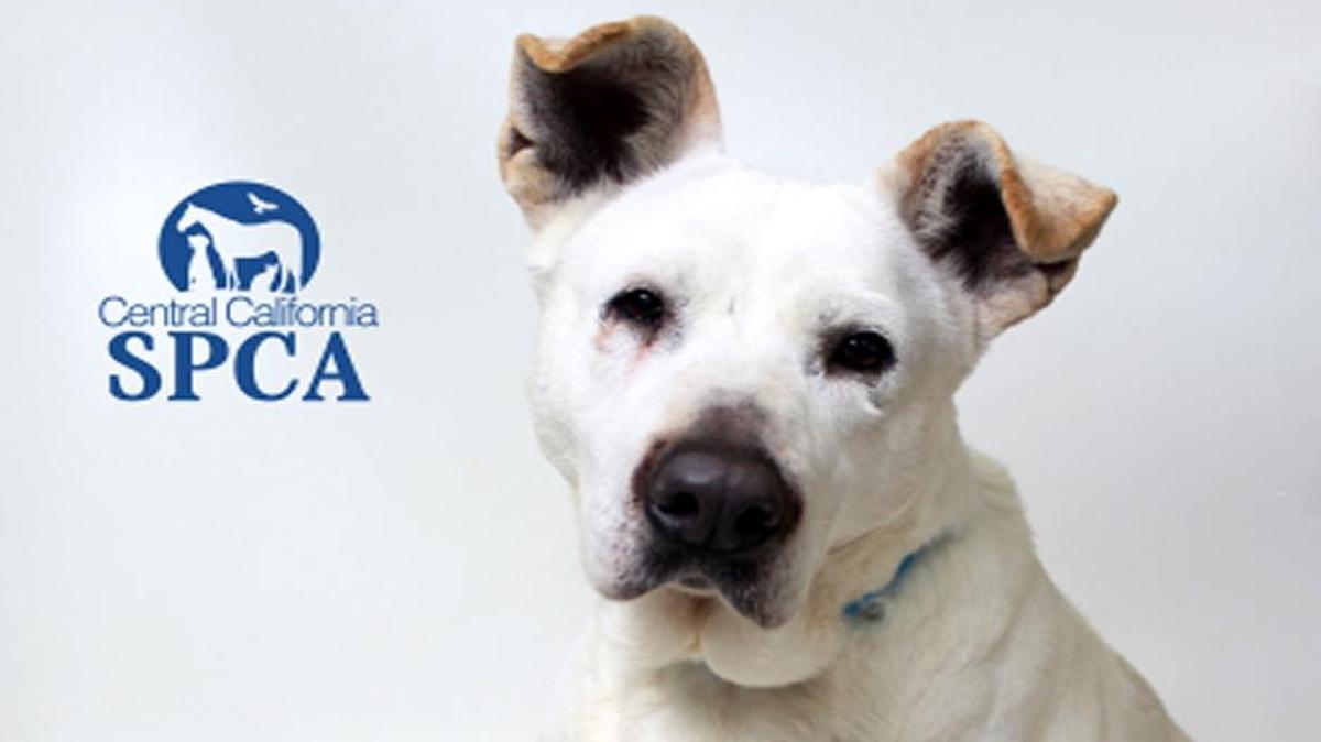 Hammer Head is a 6-year-old, female, cream and white, Labrador retriever/shepherd blend available at 10 a.m. Sunday through the CCSPCA, 103 S. Hughes Ave. in Fresno, open 10 a.m.-5 p.m. daily (6 p.m. Wednesdays) For questions, please call 559-233-7722, ext. 119 or email Adoptions@CCSPCA.COM
