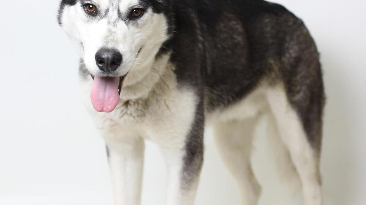Jeffery is a 1-year-old, male, black and white, Siberian husky blend available at 10 a.m. Sunday, Jan. 24, from the CCSPCA, 103 S. Hughes Ave., open 10 a.m-5 p.m. daily. Call 559-233-7722, ext. 119.