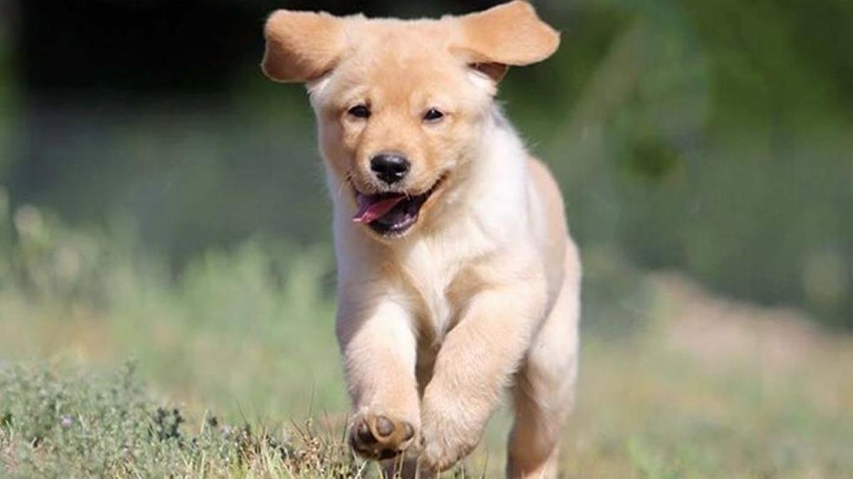 Our puppy Ellie.