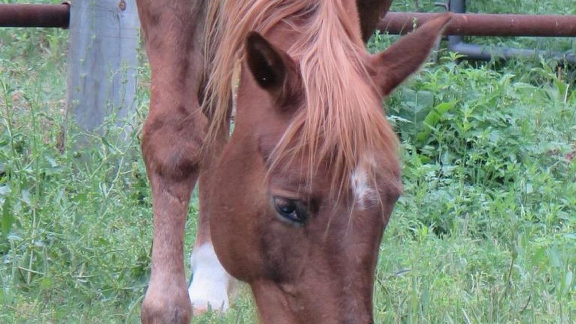 The resort offers a course called Equine Encounters, where you can learn to communicate with and calmly walk a horse.