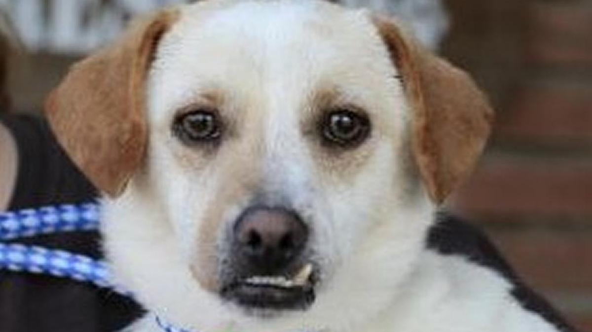Arnie is 2-4 year old jack russell and pug mix and is a social guy available through Animal Compassion Team, 2789 S. Orange Ave. in Fresno. If interested please contact Sergio at sergduran87@yahoo.com. Call ACT at 559-299-6364.