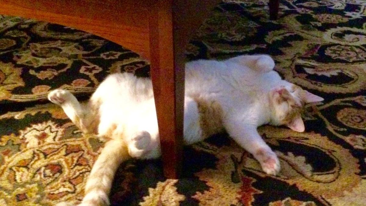 Zap the cat attempting to keep cool on a triple digit afternoon in Kingsburg.