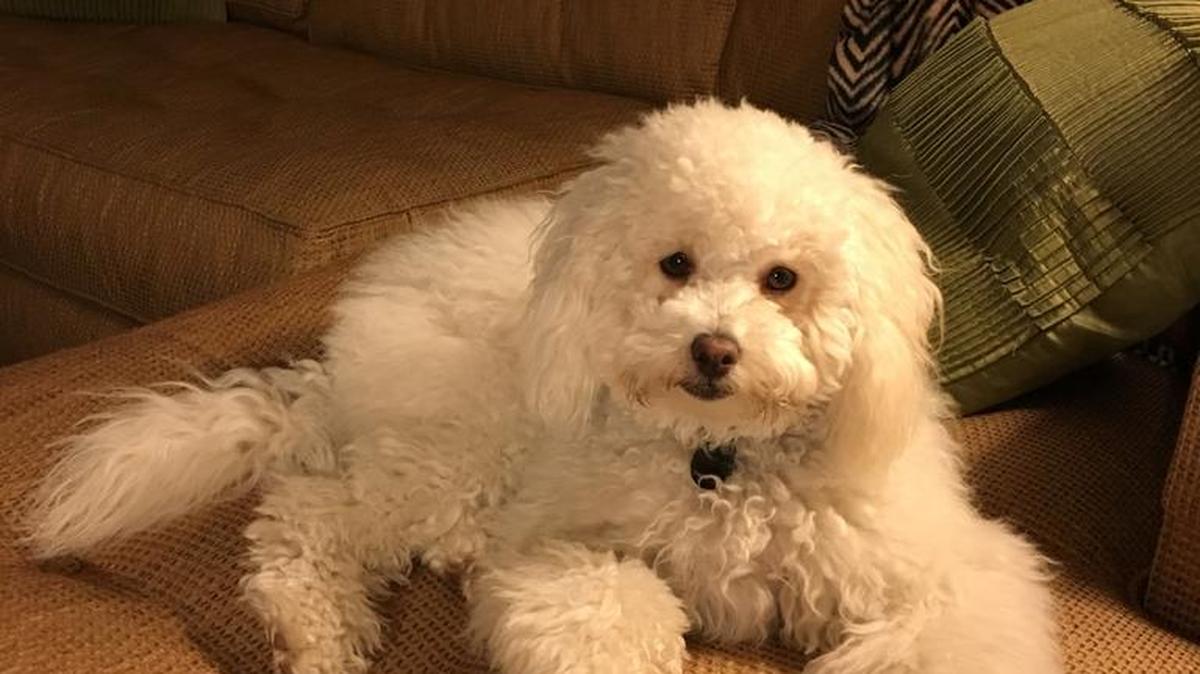 Annie, 10-month-old Bichon/Poodle rescue, waiting for her Fur Daddy.