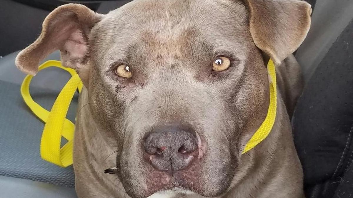 Cuddles (A34588536) is a cuddly, chubby Bully girl approximately 5-6 years of age. She is uber chill and would make an amazing travel companion! She allows dogs to share her space with minimal complaining but is super people oriented. She begs for love and is great in the crate and car. She is quiet and a perfect companion for a computer nerd or gamer. She will lay next to you all day and only get up to potty and snack. It is recommended that you walk her regularly to elongate her lifespan as overweight dogs can have complications. Help her while helping yourself meet your workout goals! Win, win and you save a life! Large breed dogs are FREE to adopt right now from Fresno Humane located at 760 W. Nielsen Ave. Fresno, CA 93706. To view more adorable adoptables visit www.fresnohumane.org.