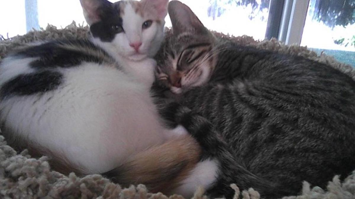Four month old kittens, Sophia (calico) and Bella. Cuddling in their cat tree.