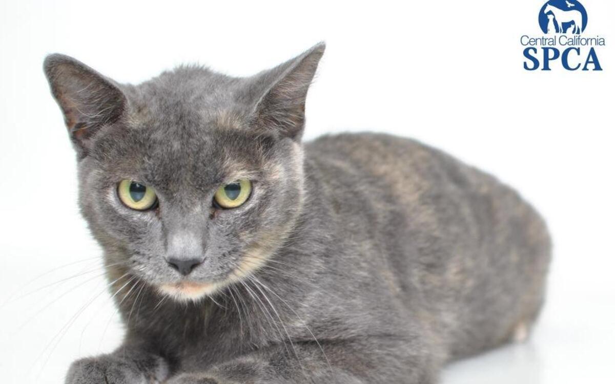 Watson is a 1-year-old, female, muted tortoiseshell, domestic shorthair. Watson is a lovable and calm girl. She likes to relax and take long naps under the sun. Watson is very friendly and would make the perfect addition to any family! Watson will become available for immediate adoption at our CCSPCA Adoption Center at 10 a.m. Sunday. Animal Center hours are 10 a.m.-5 p.m. daily (6 p.m. Wednesdays). The CCSPCA is located at 103 S. Hughes Ave. Fresno, CA 93706. For questions, please call 559-233-7722, ext.. 119 or email Adoptions@CCSPCA.COM.