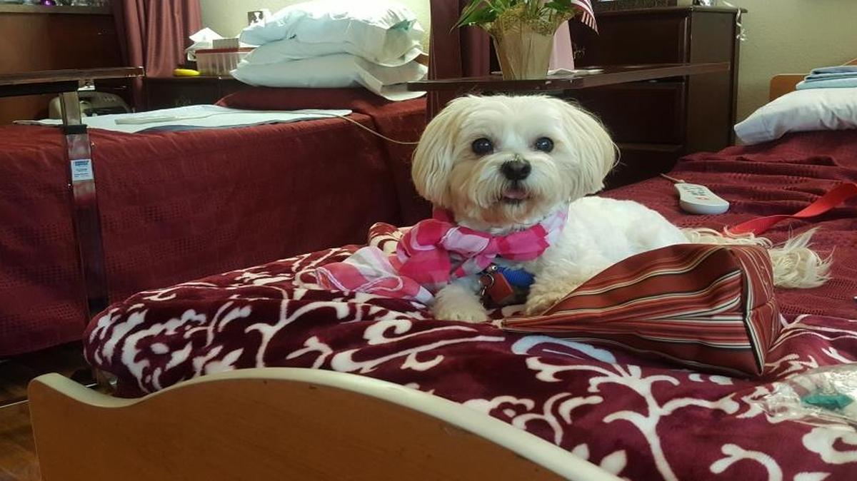 Suzie lounging on her mommy’s bed at California Armenian Home.