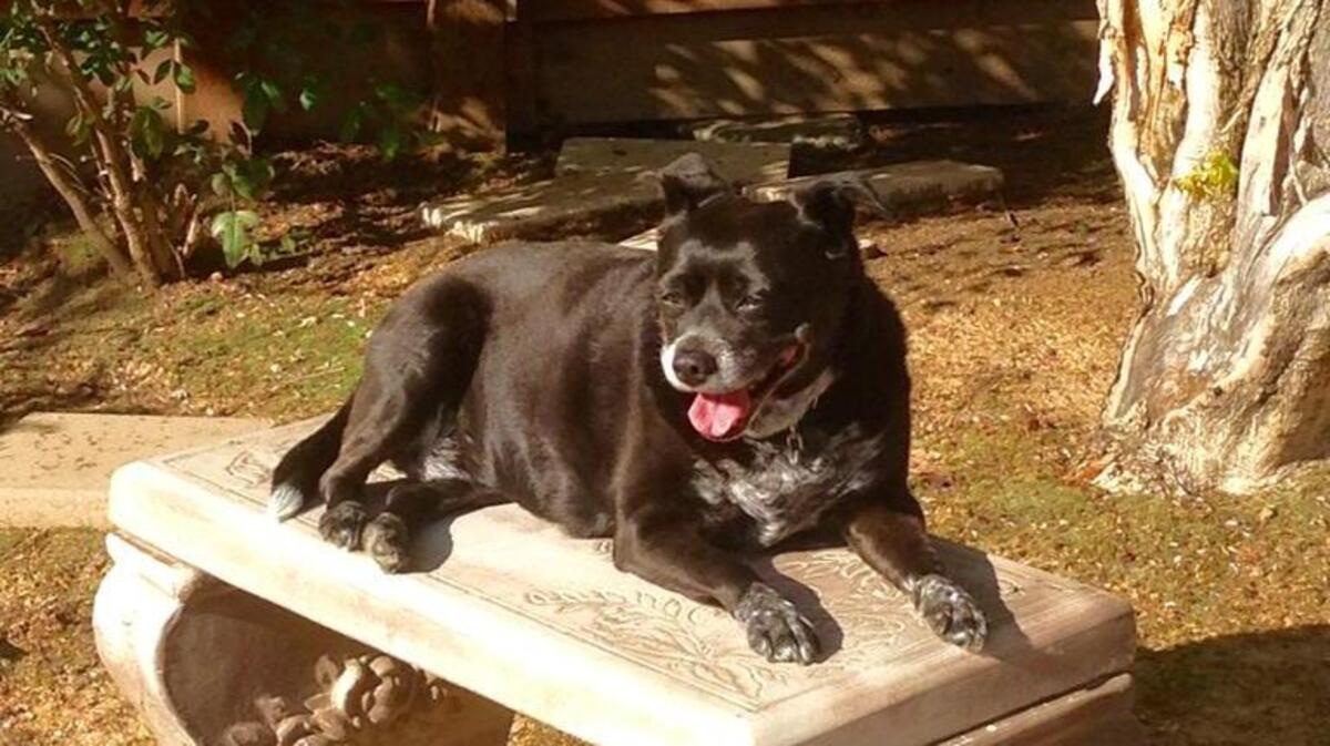 Sugar enjoying some sunshine on a beautiful day.