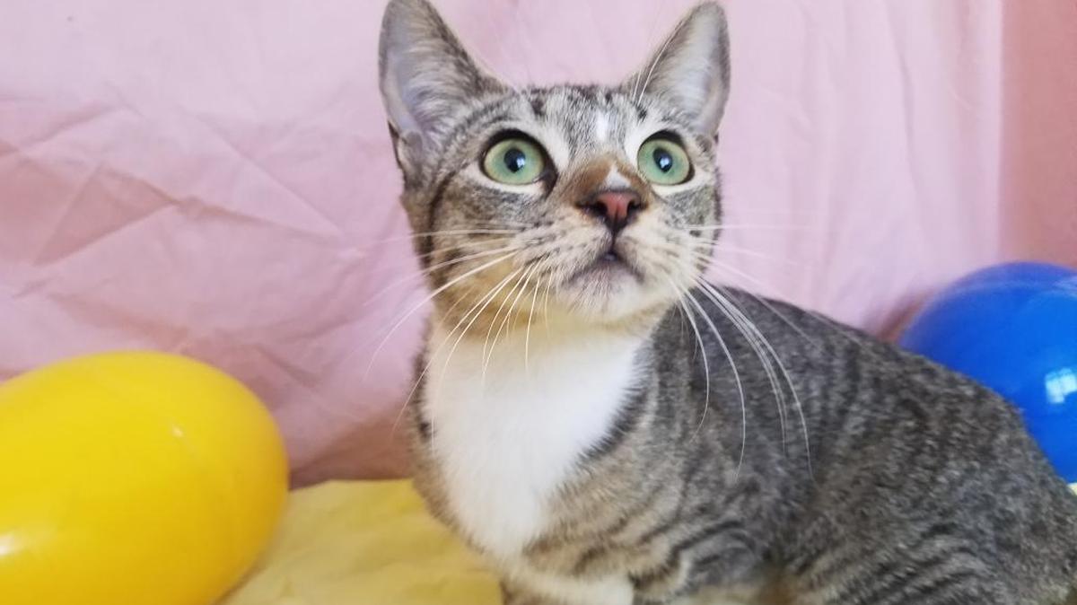 Frenchie is a sweet 6-7 mos old kitten with short hair. She uses the litterbox and likes to cuddle with her littermates. Friendly and lovable, Frenchie is available for adoption through Fresno Humane Animal Services at Petsmart on Shaw and Feland. www.fresnohumane.org.