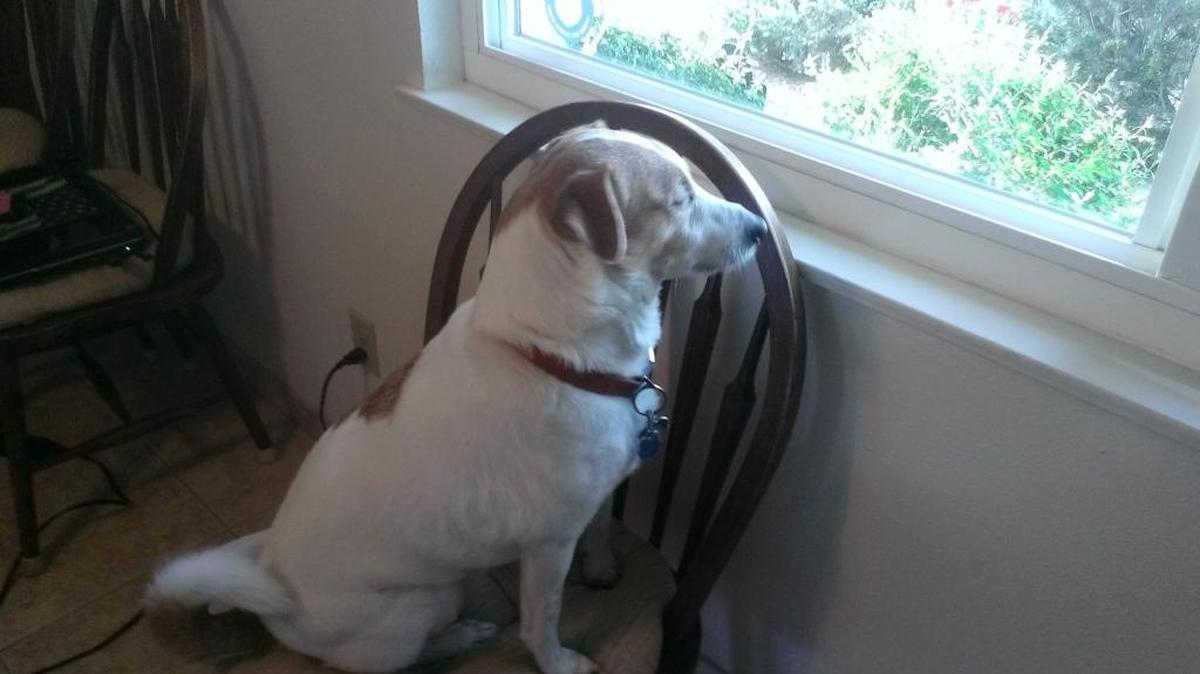 Captain watching the world go by.