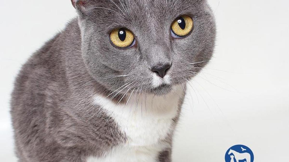 Amelia is a 1-year-old, female, grey and white, domestic short hair blend and is available immediately through the CCSPCA Adoption Center, 103 S. Hughes Ave. in Fresno, open 10 a.m.-5 p.m. daily (6 p.m. Wednesdays). Call 559-233-7722, ext. 119, or email adoptions@ccspca.com.