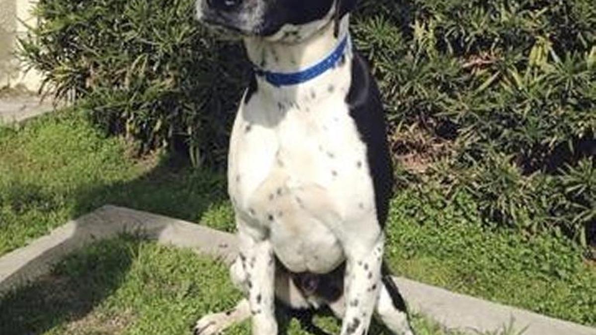 Duke is an amazing English Pointer. He is a beautiful big boy with a lot of heart. Duke is available through Animal Compassion Team, 2789 S. Orange Ave., open 11 a.m.-6 p.m. Saturdays and Sundays. Call 559-299-6364.