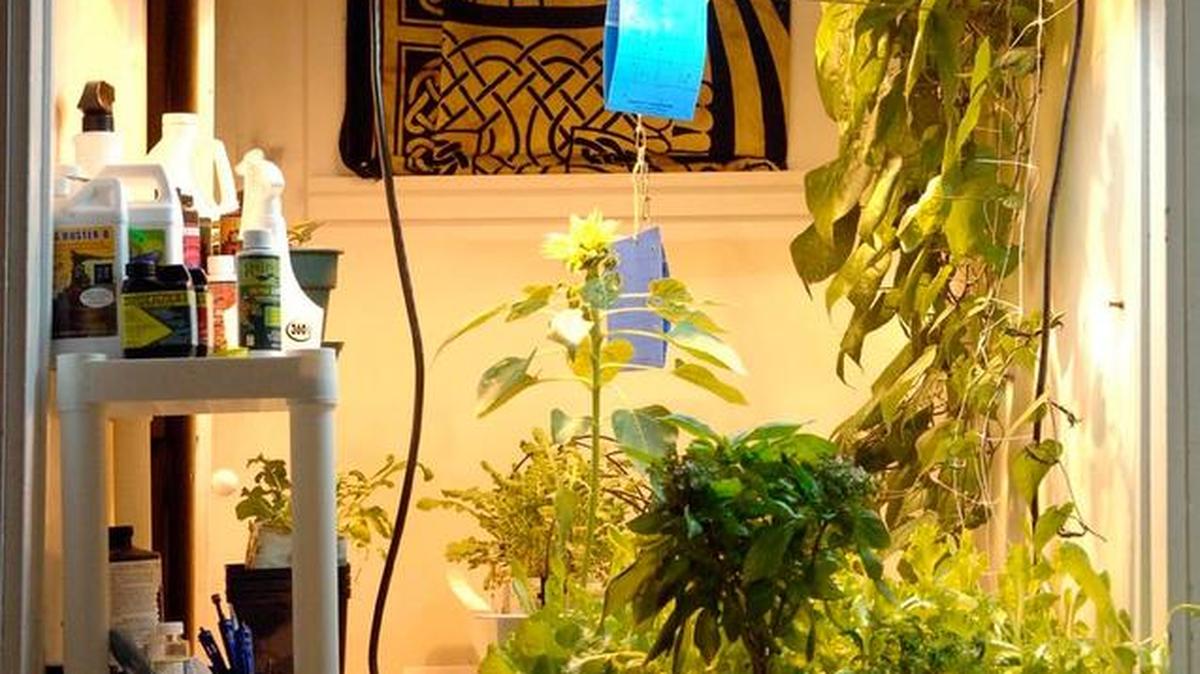 Hydroponic gardens are one way people are growing food indoors.