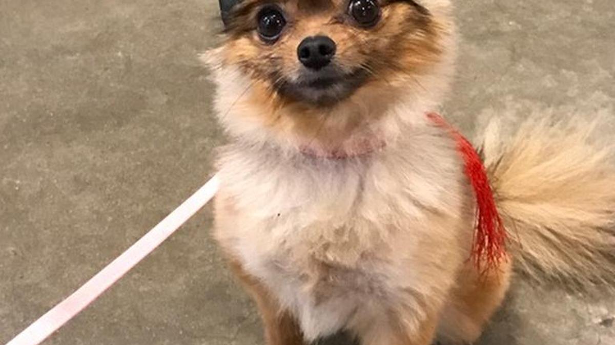 Mia is all ready for graduation day