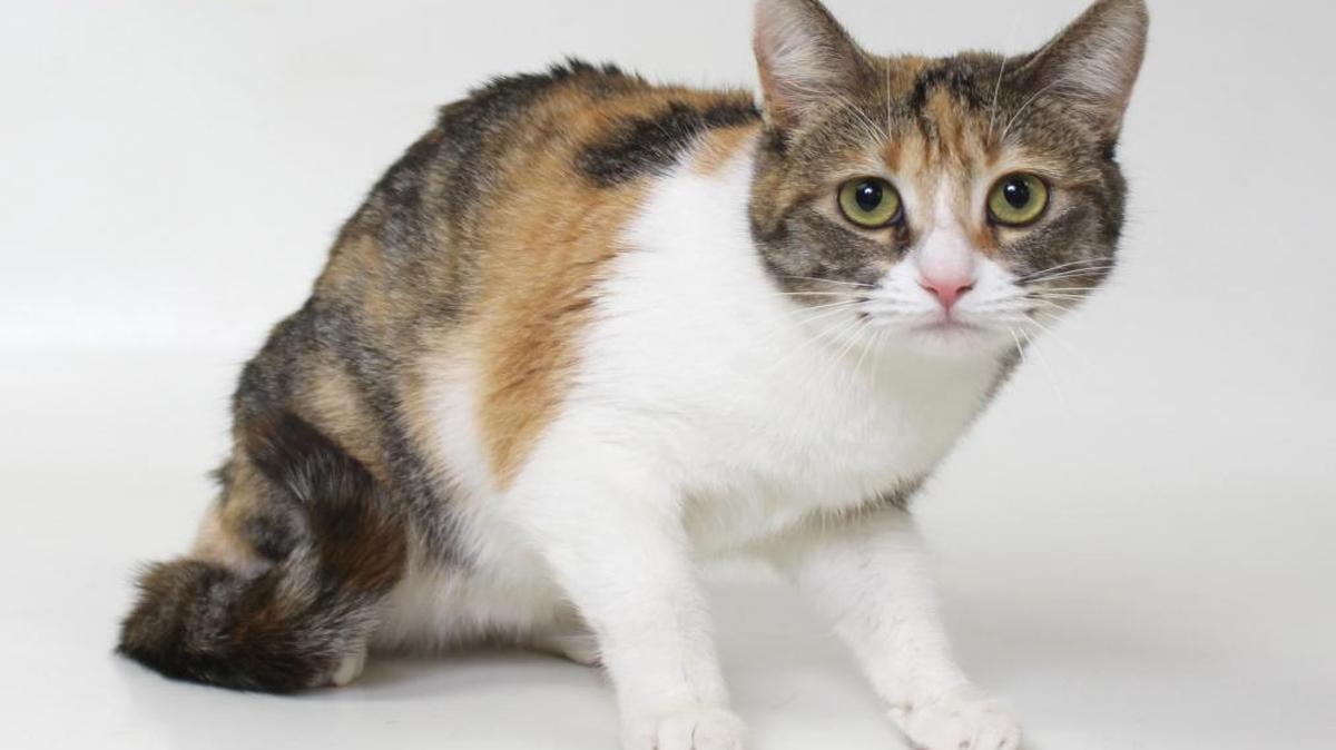 Meet Crystal A003652! Crystal is a 2 year old, female, Torbie, Domestic Shorthair. This adorable girl loves to cuddle and play! She also enjoys her independence and freedom to roam around. All this pretty girl has on her mind is finding a new, loving home! Crystal ​will become​ available for immediate adoption at our CCSPCA Adoption Center on 12/25/2016 ​ at 10am​. Animal Center hours are 10am-5pm, 7 days a week (until 6pm on Wednesdays). The CCSPCA is located at 103 S. Hughes Ave. Fresno, CA 93706. For questions, please call (559) 233-7722 x 119 or email Adoptions@CCSPCA.COM.