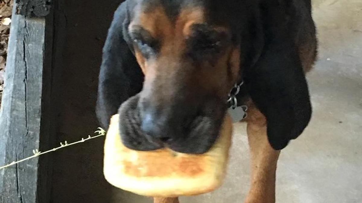 Huckleberry needs some jam with his toast.
