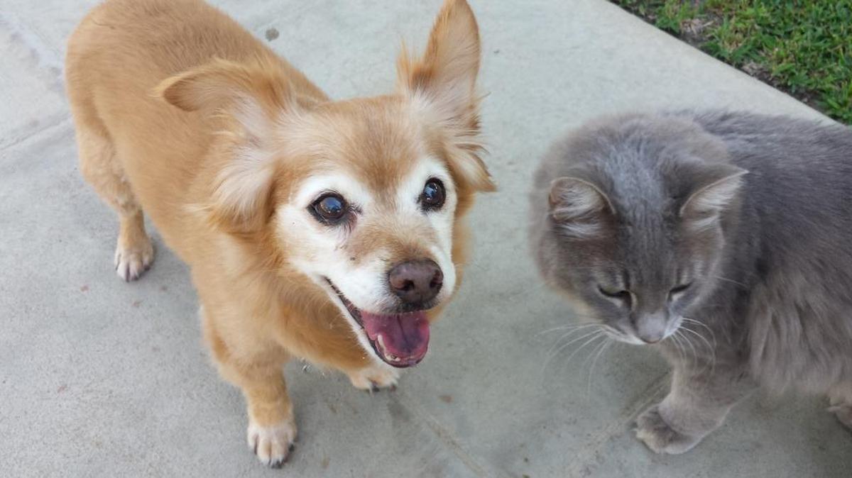 17-yr-old Louie with his favorite feline friend Romeo.