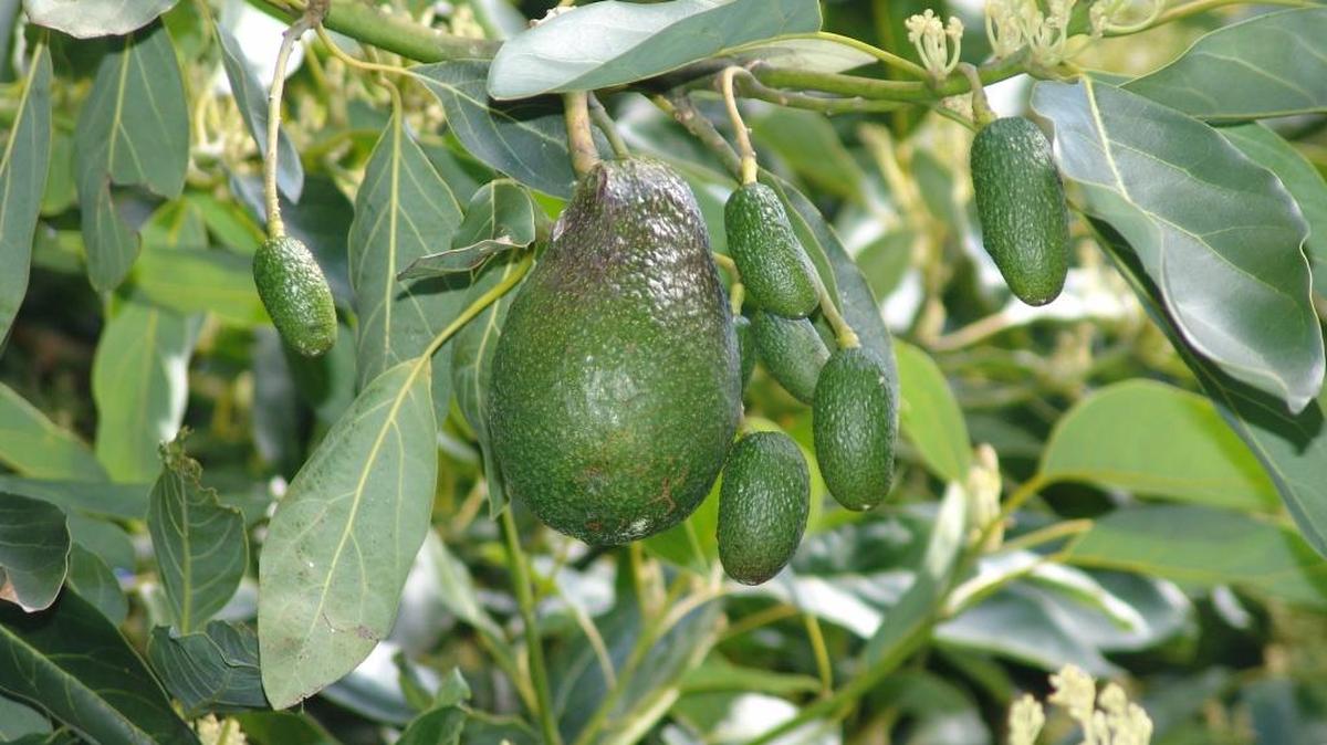 Seedless avocado