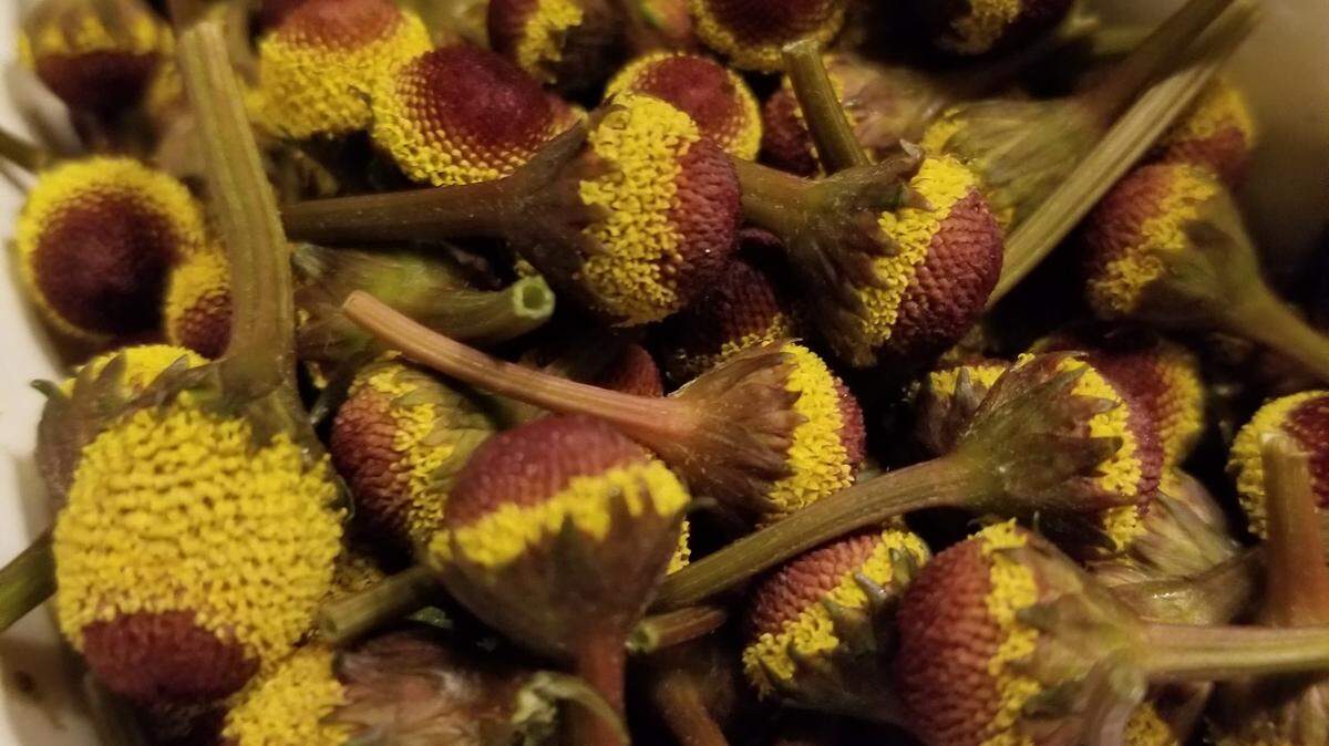 Buzz buttons like these make a person’s mouth tingle and water when eaten. They will be sold in cocktails at a pop-up bar in the Tower District.