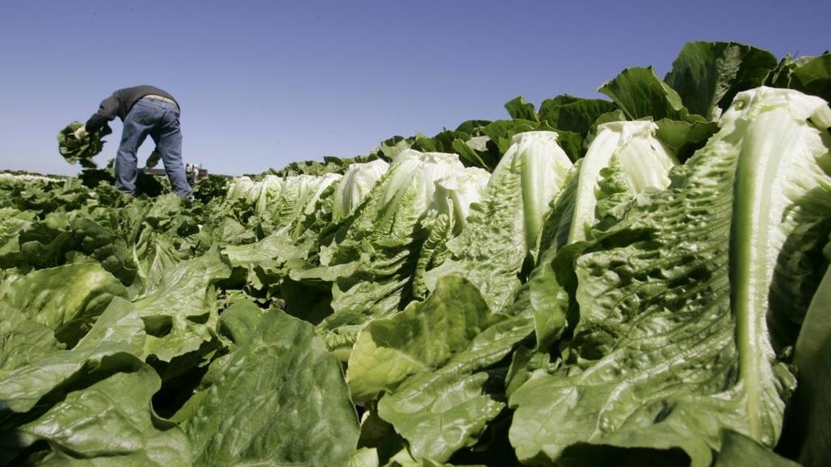 Romaine lettuce being harvested in Salinas. Nearly 40 people in the United States have been made sick from contaminated romaine lettuce out of Yuma, Arizona.