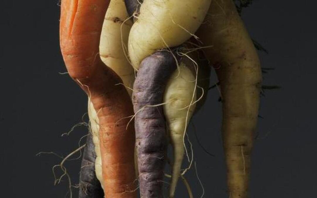 Intertwined carrots in a variety of colors are considered “imperfect” by most consumers.