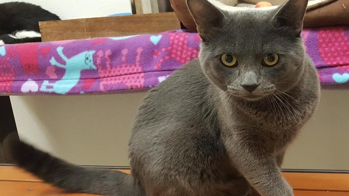 CAT HOUSE ON THE KINGS: Cisco is a a BIG beautiful one year old Russian Blue boy with a big, beautiful personality. If you’ve ever imagined having your very own stunningly handsome grey panther reclining on your sofa ~ Cisco is the kitty for you. He came to us from a local shelter where their staff fell in love with this friendly guy. He’s a wonderful kitty who now needs a wonderful home! You can come in and meet Cisco at the Cat House on the Kings Adoption Center inside Petco at 4144 N. Blackstone at Ashlan in Fresno. You will be required to fill out an adoption application online at www.cathouseonthekings.com. The adoption center at Petco is open daily 10am-5:00pm and Wednesday 10am-6:00pm. Call (559) 222-0228 for more information. The adoption center has a computer for you to use for filling in an application.