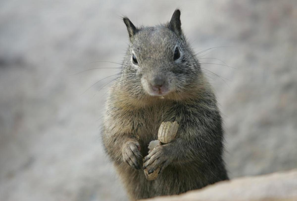 To combat ground squirrels, pest control expert Ray Festa recommends using Squirrelinator trap and bait stations.