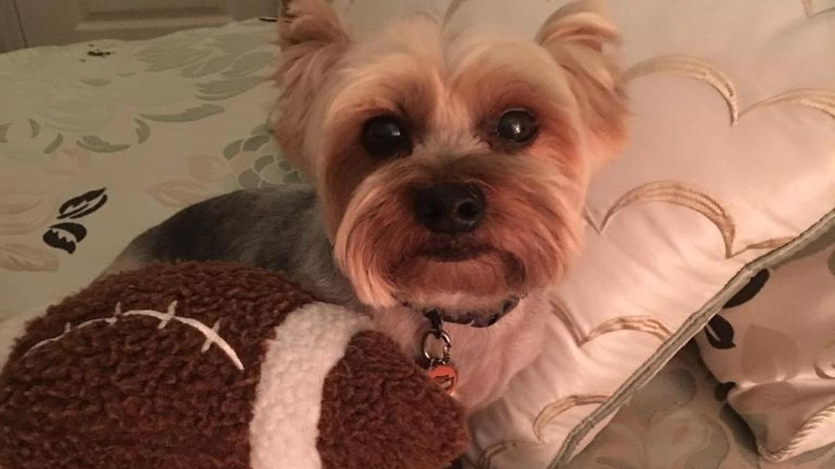Chuckie getting ready for Super Bowl.